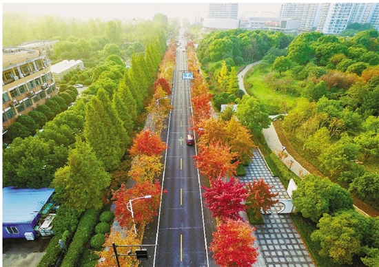 学林街获评杭州最美秋色景观道路
