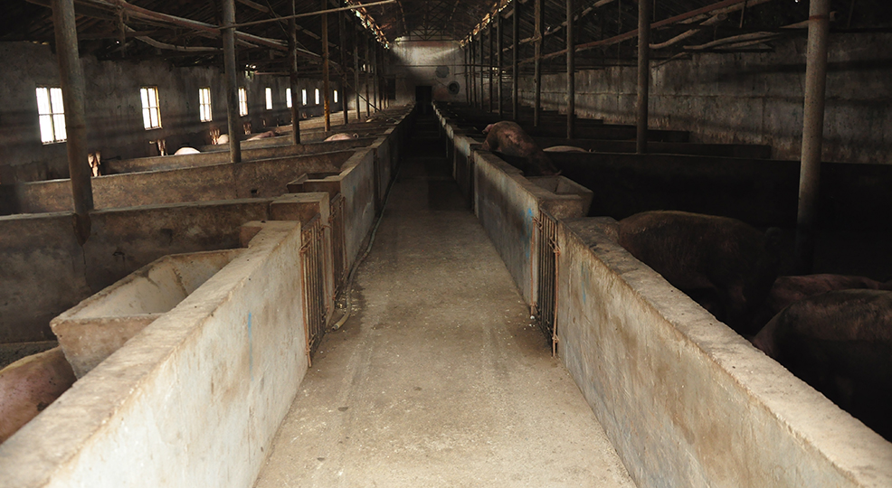 第十期:绍兴滨海团结河遭养殖场污染三十年